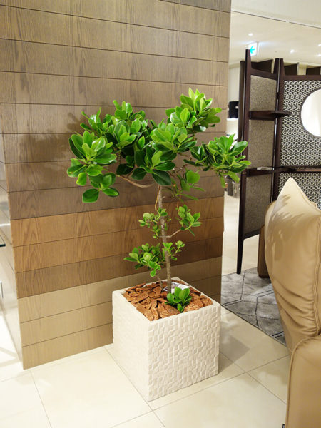 福岡の観葉植物