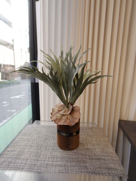 スタッグホーン