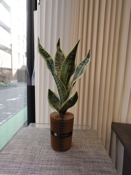 造花のサンスベリア